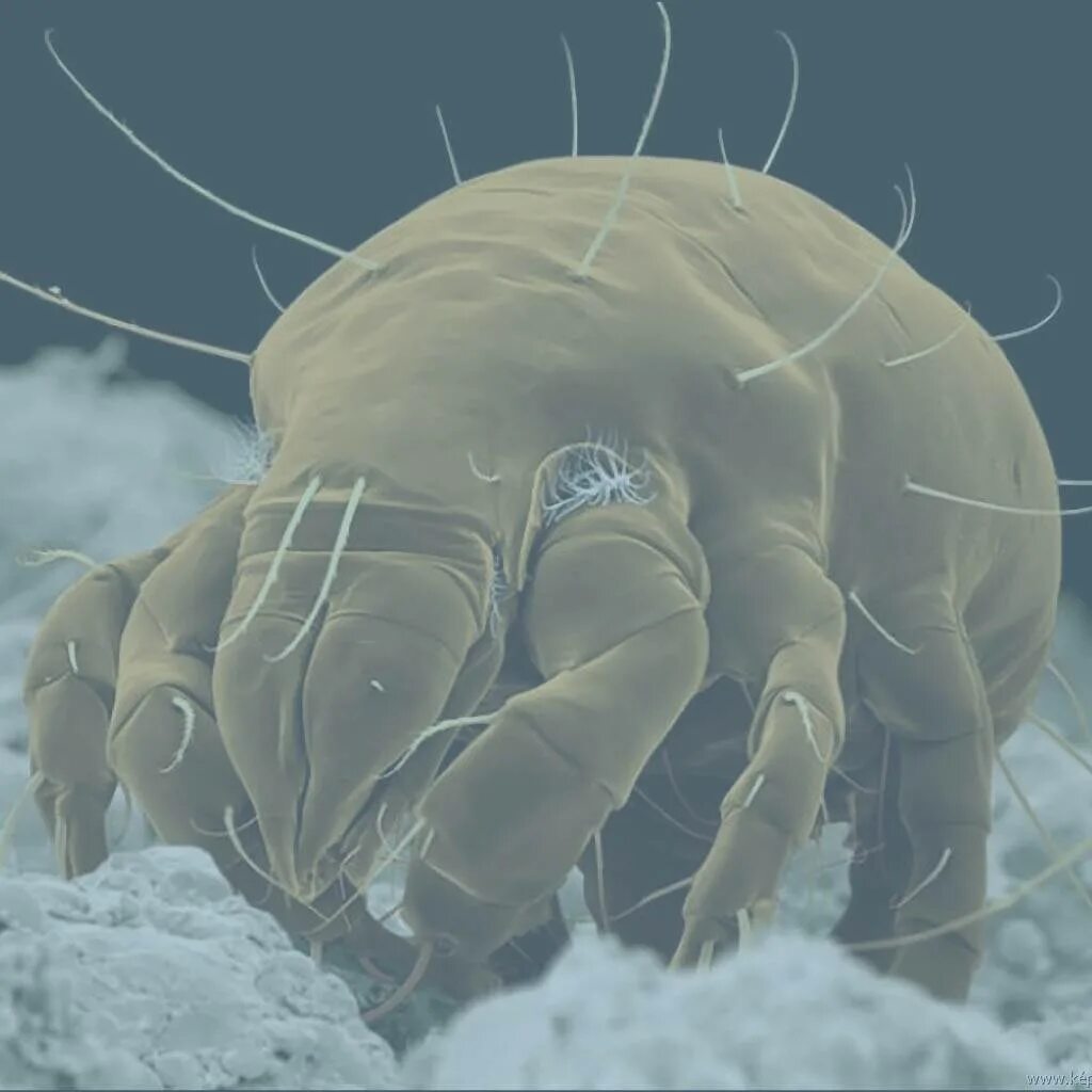 Клещ derm pteronyssinus что это. Клещ сапрофит. Сапрофиты пылевые клещи. Клещ сапрофит под микроскопом. Сапрофиты бельевые клещи.