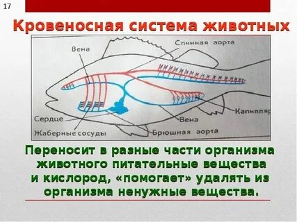 Замкнутая кровеносная система является признаком