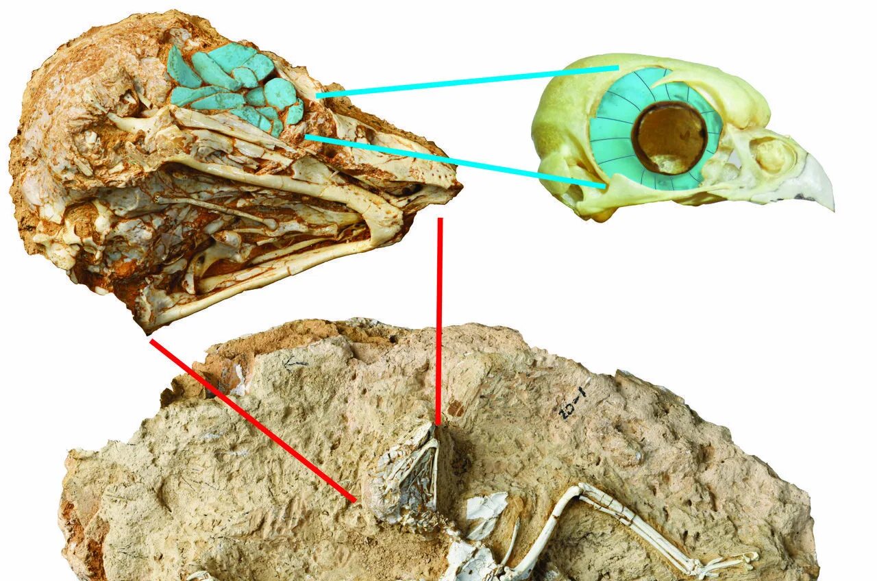The research team an unusual fossil. Fossil skeleton. owl fossils.