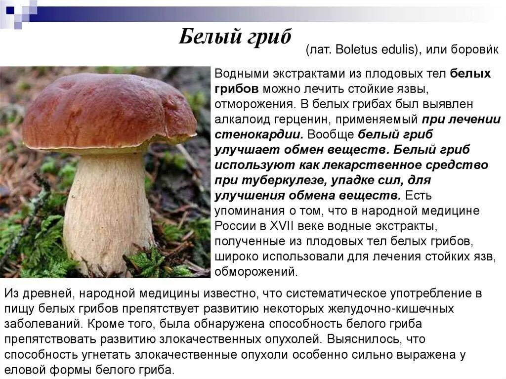 Почему белый гриб называется белым. Чем полезен белый гриб. белый гриб польза. витамины в белых грибах. польза и вред белых грибов.
