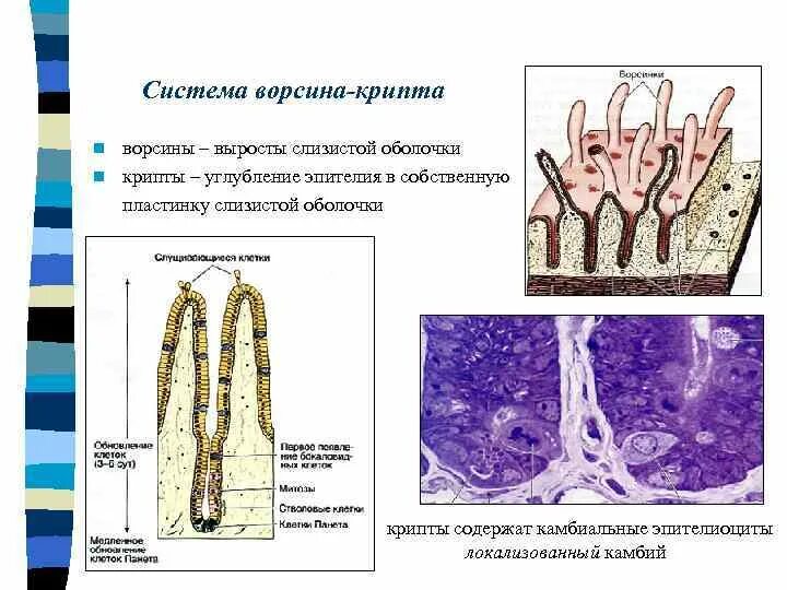 Крипты клетки. Крипты клетки