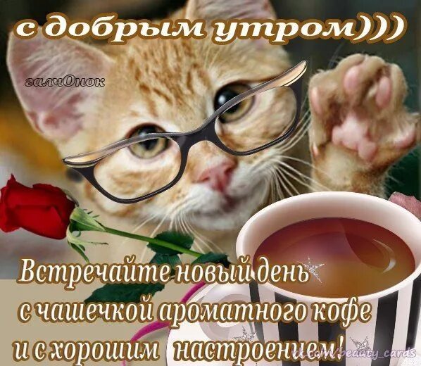 Открытки фото с юмором пожелания доброго утра Пин на доске 2020 Доброе утро * Апрель Милые открытки, Романтические идеи, Благо