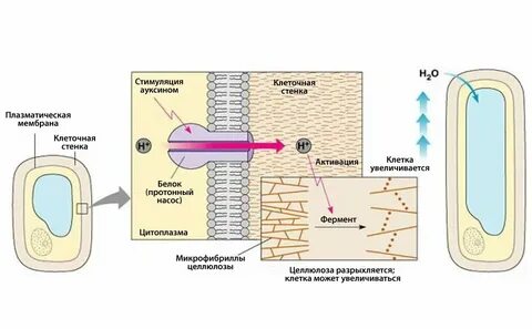 Рост клетки какая ткань