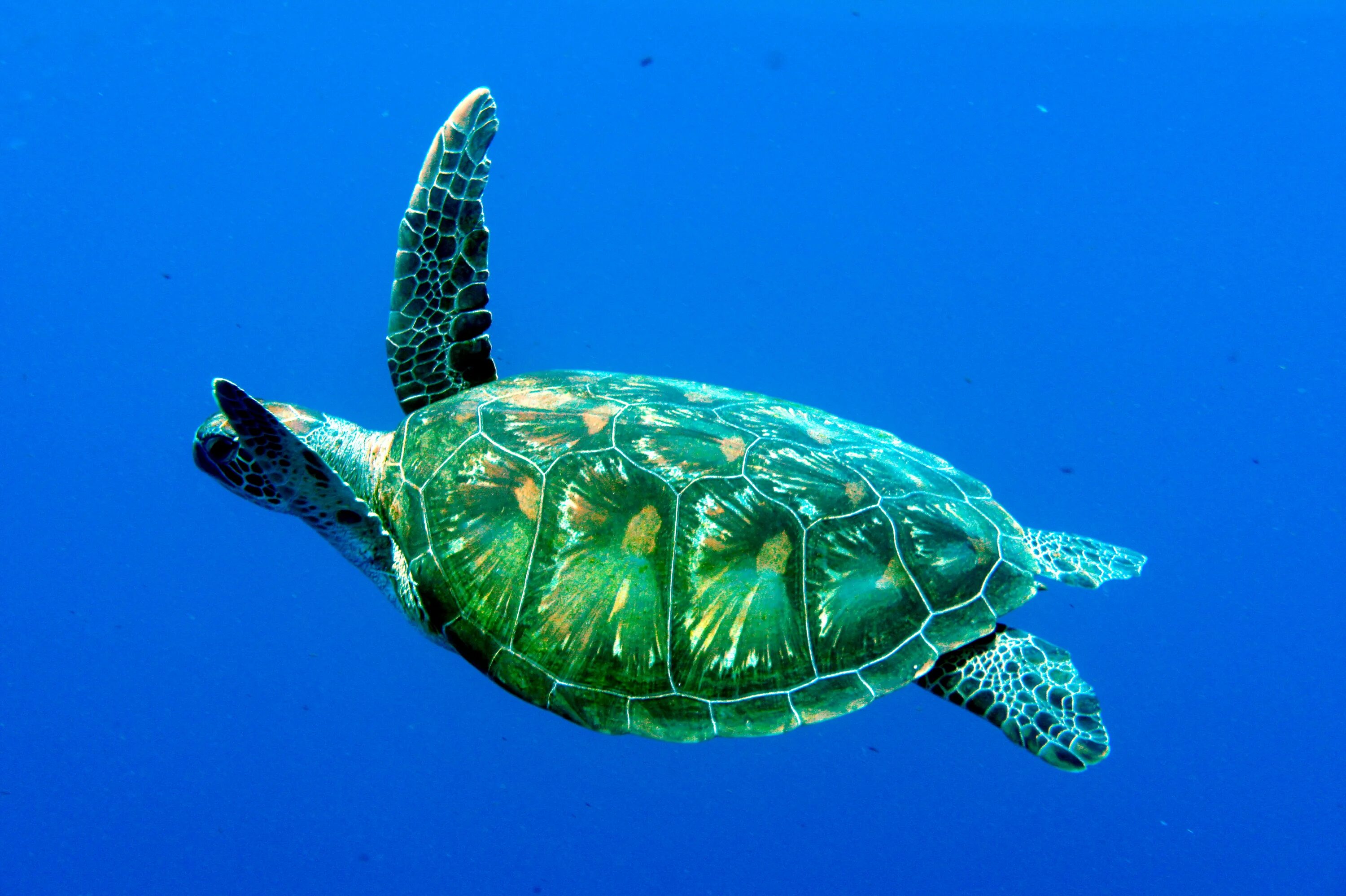 Среда обитания зеленой черепахи. Зеленая (суповая морская черепаха). Зеленая черепаха бисса атлантическая. Отряд черепахи (Chelonia). Полумедузовая черепаха.