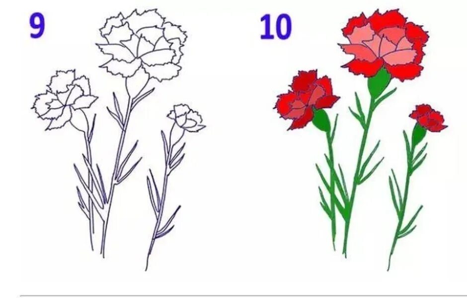 Гвоздики рисунок для детей. Поэтапный рисунок гвоздики. Гвоздика поэтапное рисование. Гвоздики карандашом. Гвоздики на 9 мая рисунок