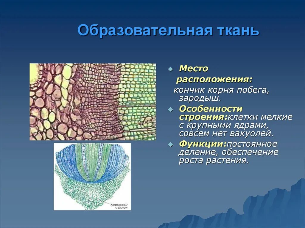 Образовательная ткань какая часть растения