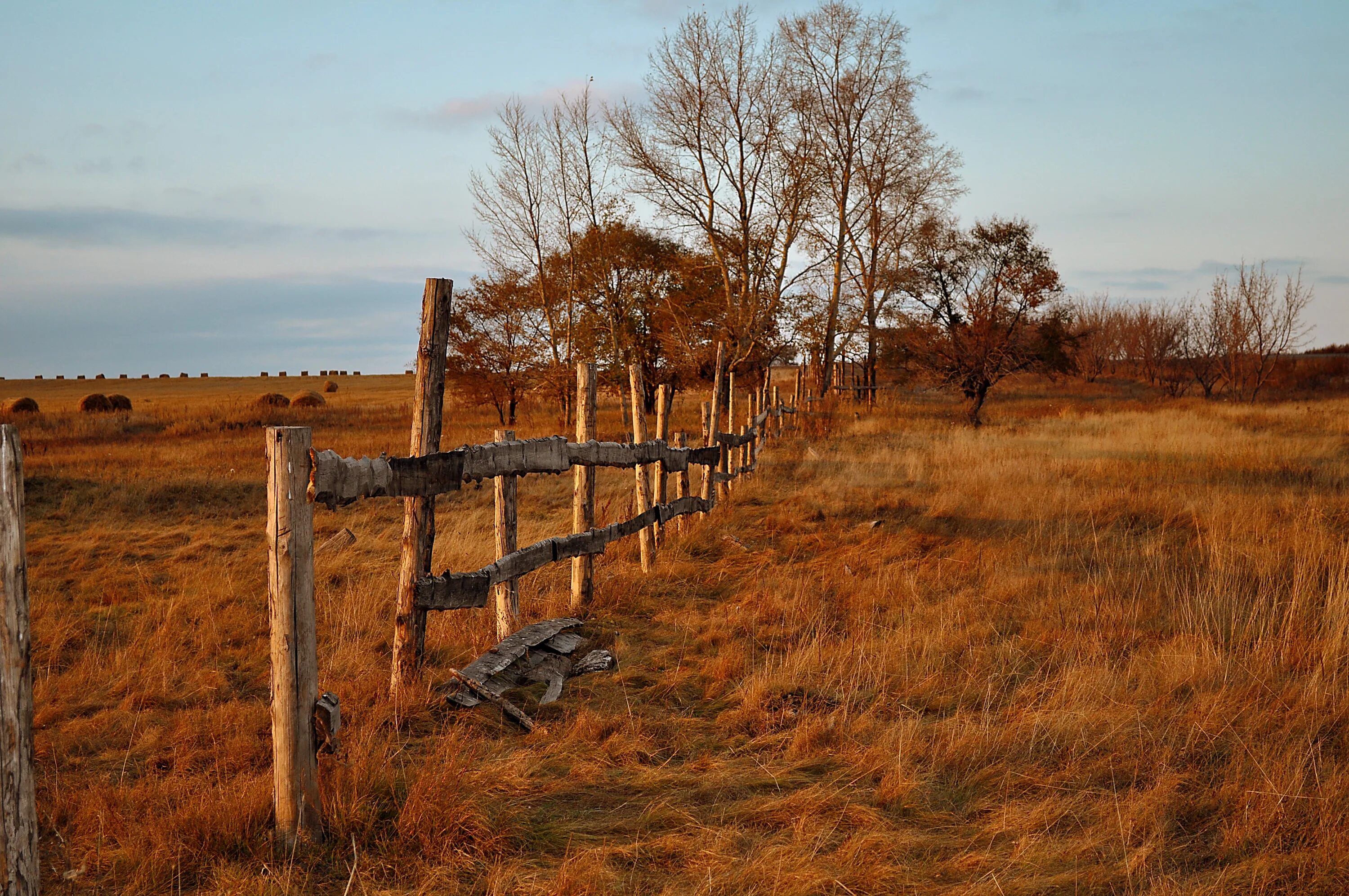 Old field