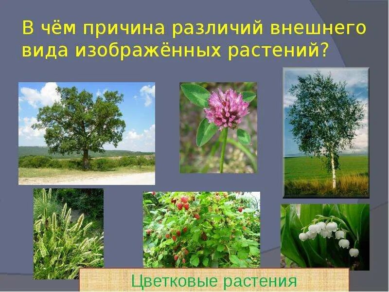 Растения производители. Растения производители 3 класс. Растения производители примеры. Растения производители 3 класс примеры.