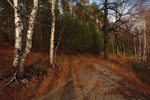 Наступает поздняя осень в лесу