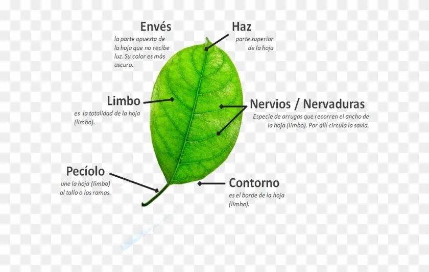 De una parte. De una parte