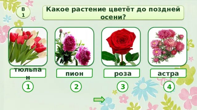 4 розы 2 тюльпана и 1 пион. Пионы и астры. астры и розы. схема слова пион.