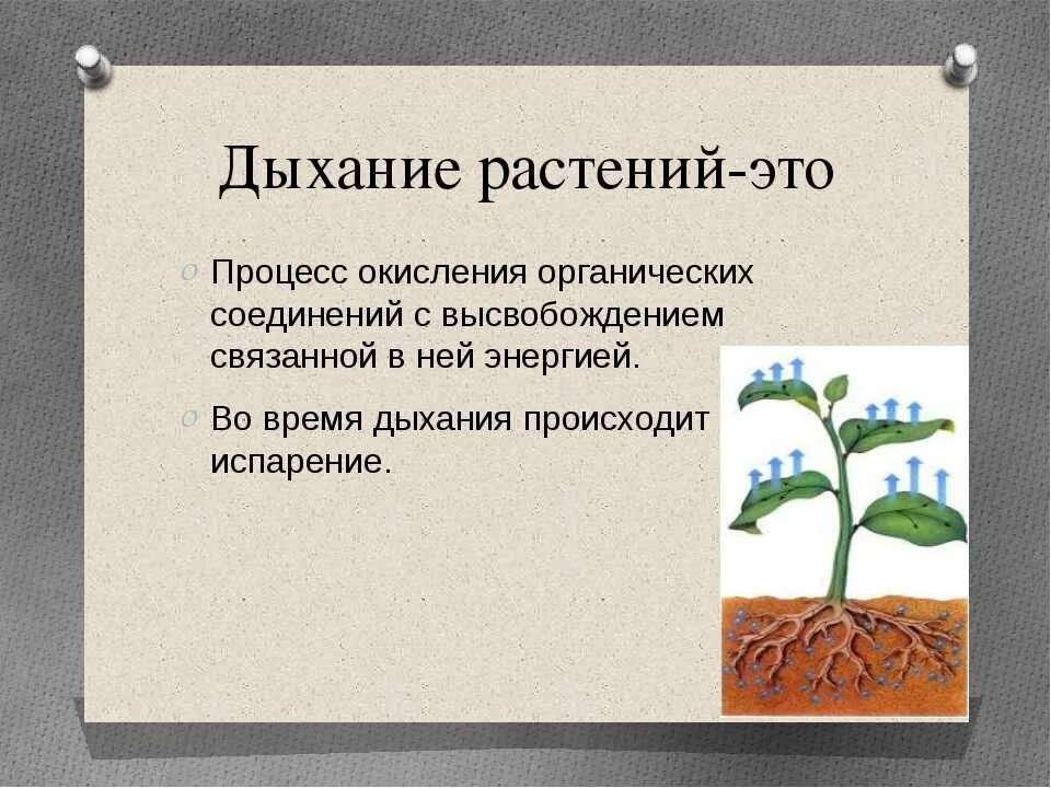 Человек получает от растений. Дыхание растений. Процесс дыхания растений. Дыхание растений 6 класс биология. Дыхательных процессах в растениях.