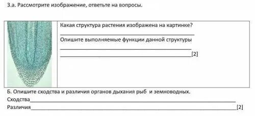 Рассмотрите изображение и ответьте. Рассмотрите изображение и ответьте на вопрос. Рассмотрите рисунок и ответьте на вопросы. Рассмотрите рисунки и ответьте на вопросы какая структура. Рассмотрите картинки рассмотрите изображение и ответьте на вопросы.