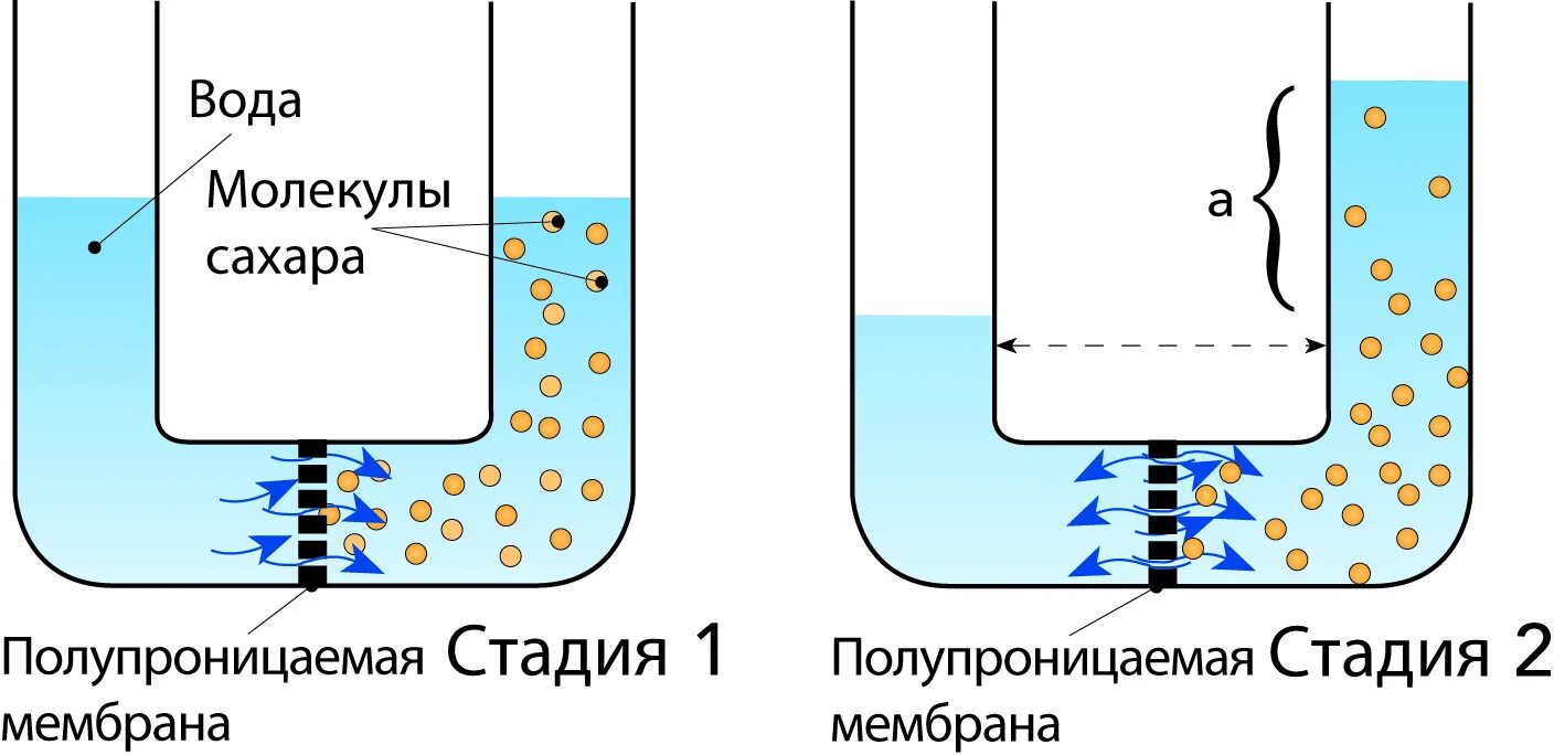 Диффузия в коллоидных растворах. Диффузия в коллоидных растворах