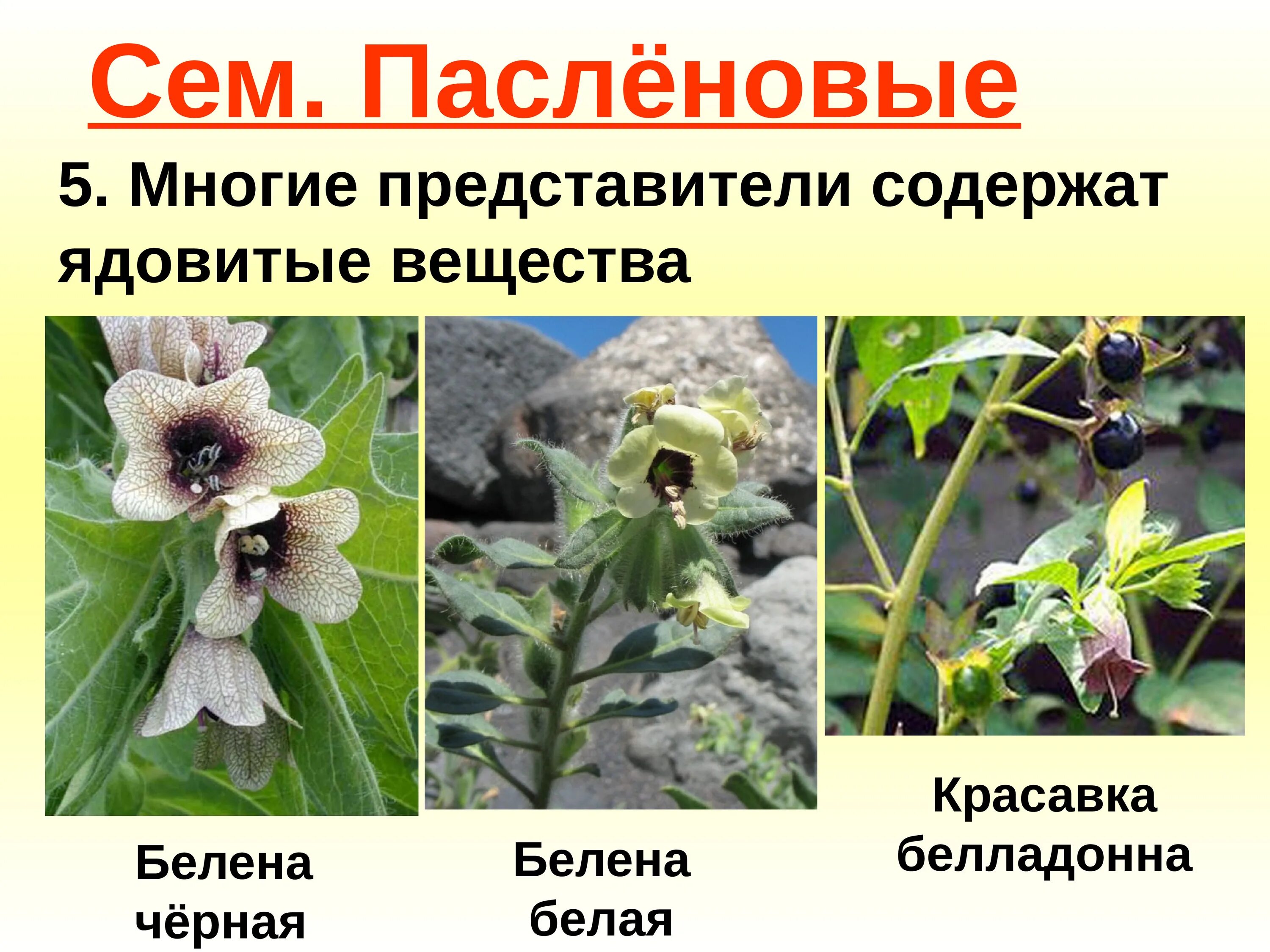 Семейство бобовых пасленовых. Паслёновые (подсемейство). медоносы пасленовые. представители пасленовых растений. семейство пасленовые медоносы растения.