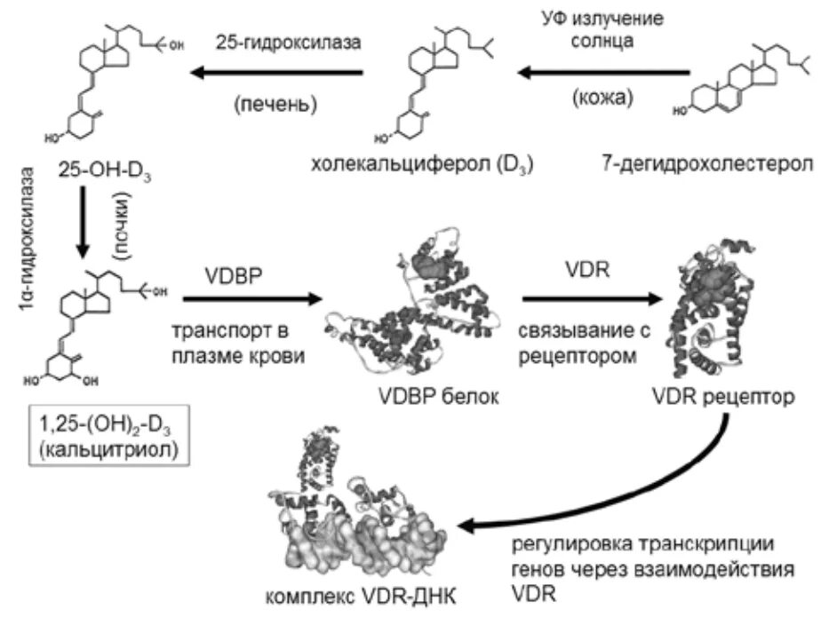 Схема синтеза витамина д3. Этапы синтеза витамина д. Механизм действия витамина д3. Синтез витамина д биохимия.