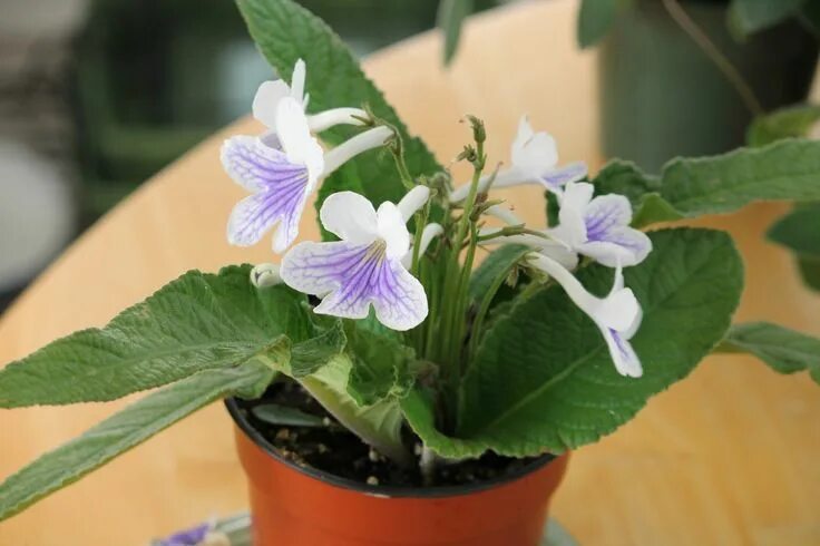 La Streptocarpus constituye una deliciosa planta de interior Indoor plants, Smal
