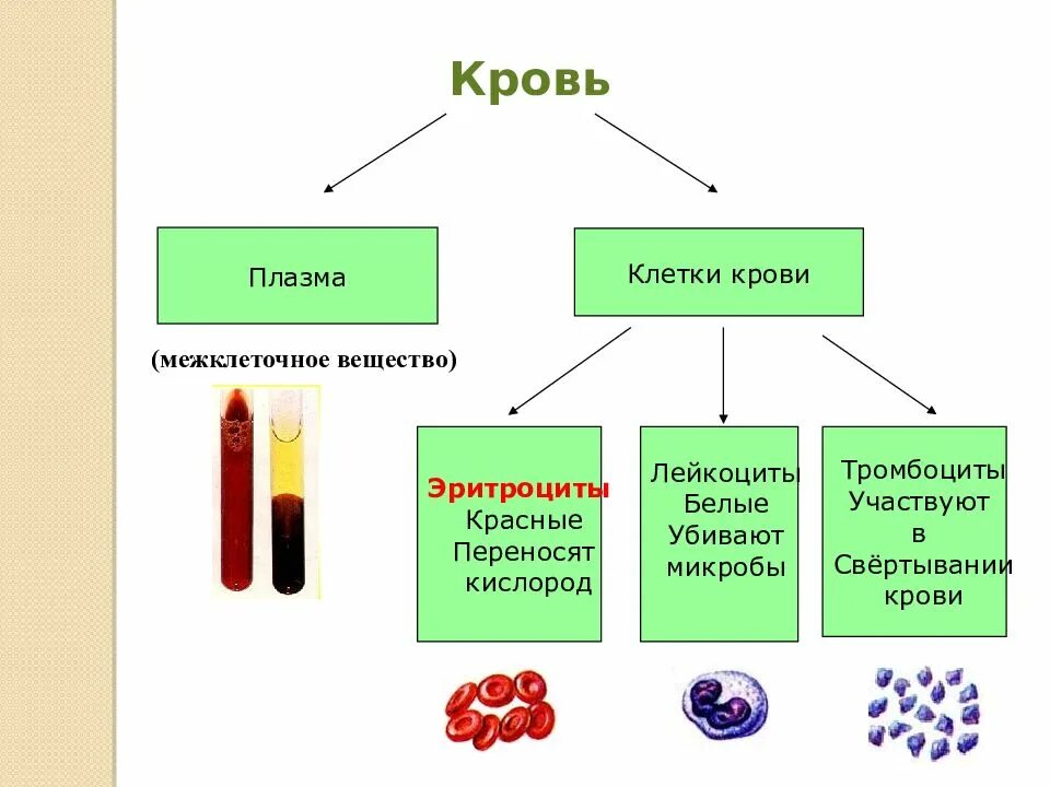 Кровь жидкая часть таблица. Состав плазмы строение функции клеток крови. Кровь схема по биологии 6 класс. Передвижение веществ у животных 6 класс. Строение клетки животных крови.