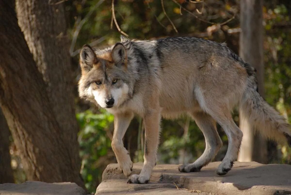 Жизнь серого волка. Волк canis Lupus. Мексиканский Лобо. Мексиканский Лобо волк. Волк - canis Lupus l..