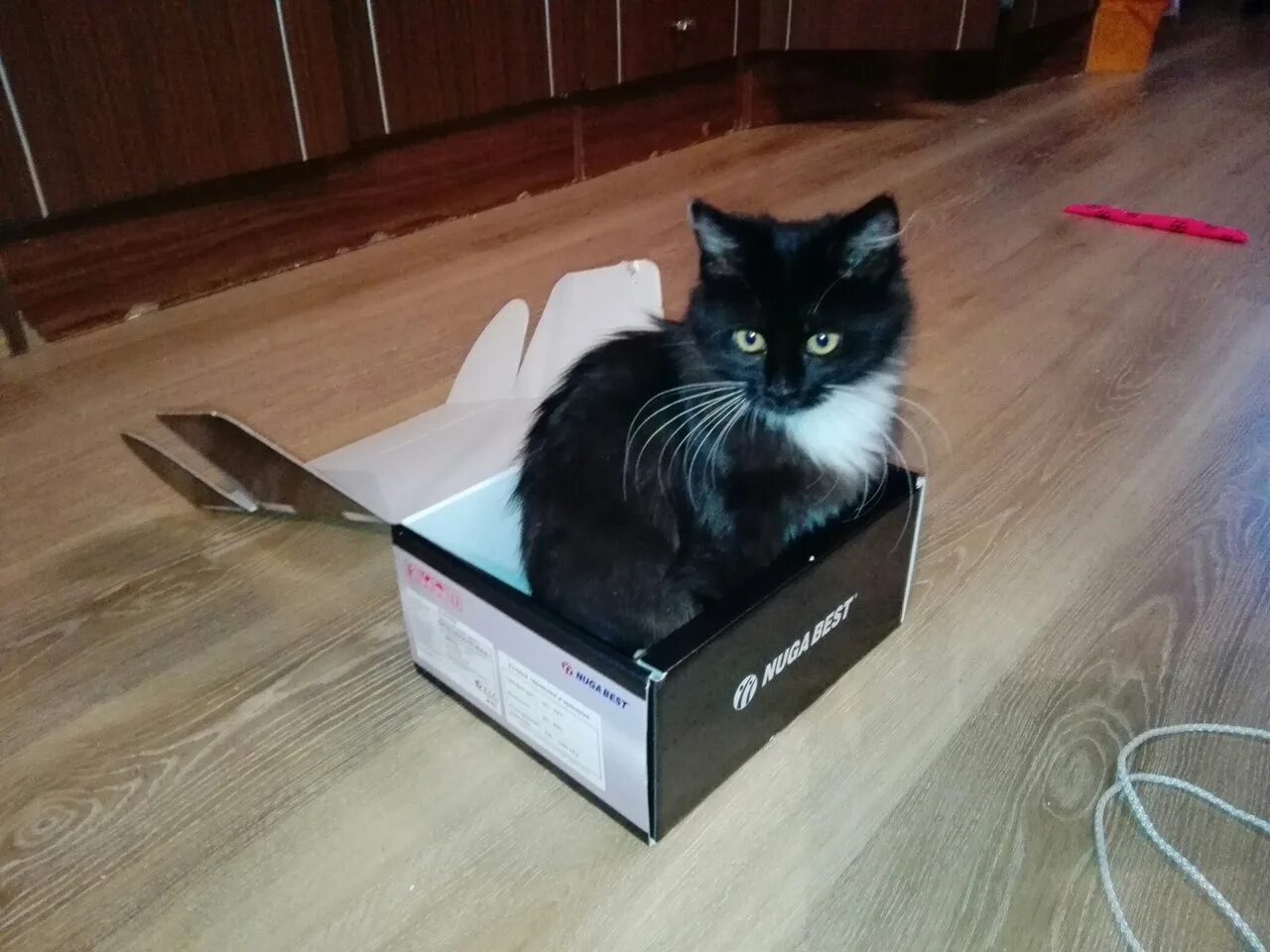 Который заканчивается для кота. Который заканчивается для кота