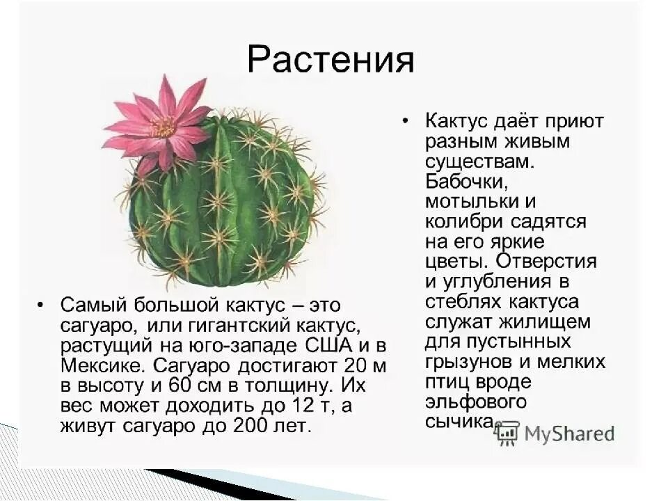 Неприхотливые комнатные растения: 10 лучших вариантов