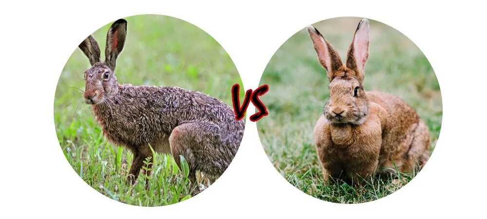 Заяц vs кролик. Отличие зайца от кролика. Заяц и кролик отличия. Разница между кроликом и зайцем.