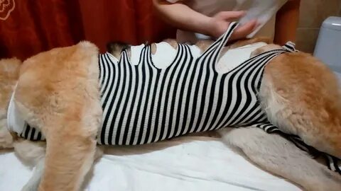 Как сделать попону из футболки