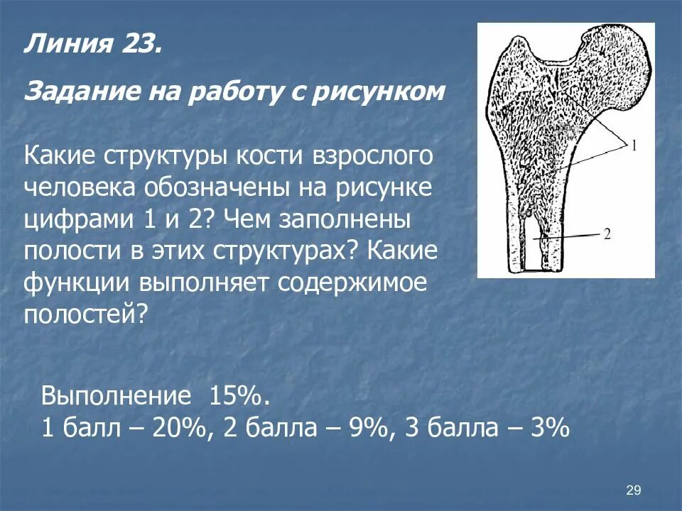Краткое строение кости. Классификация костей по строению и функции. Опорно двигательная система кости человека анатомия. Опорно двигательная система отделы скелета. Связь строения костей и выполняемых ими функций.