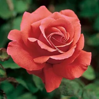 Those roses