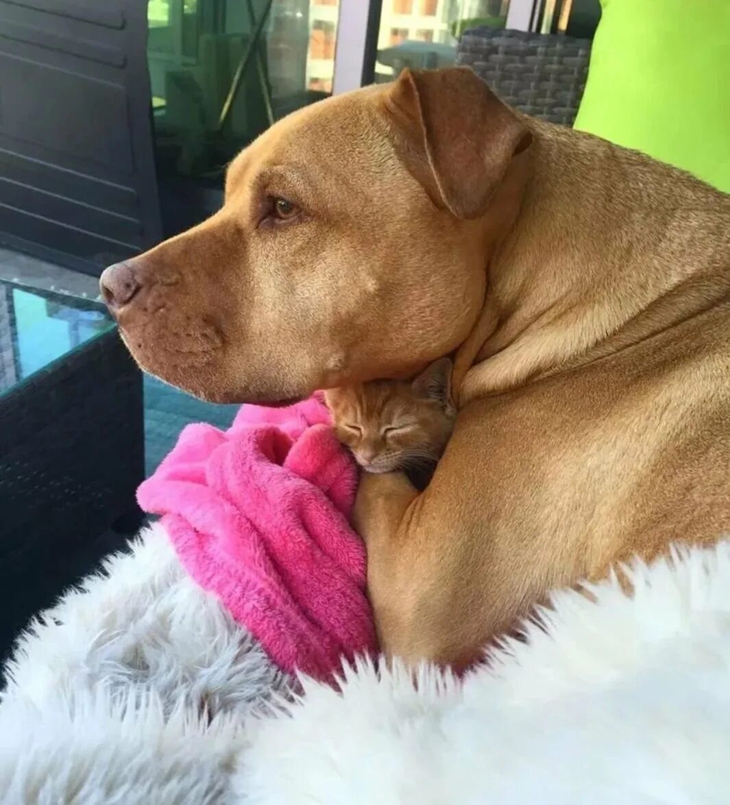 Собаки которые дрожат. Собаки которые любят 26 ноября. Собаки которые дрожат. Собаки которые любят 26 ноября. Собаки которые любят 26 ноября.