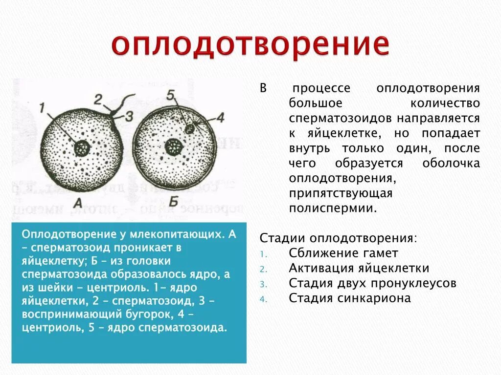 Где происходит образование яйцеклеток. Строение сперматозоидов и яйцеклеток. Процесс оплодотворения.. Схема оплодотворения яйцеклетки. Схема процесса оплодотворения человека. Спермий+яйцеклетка зигота.