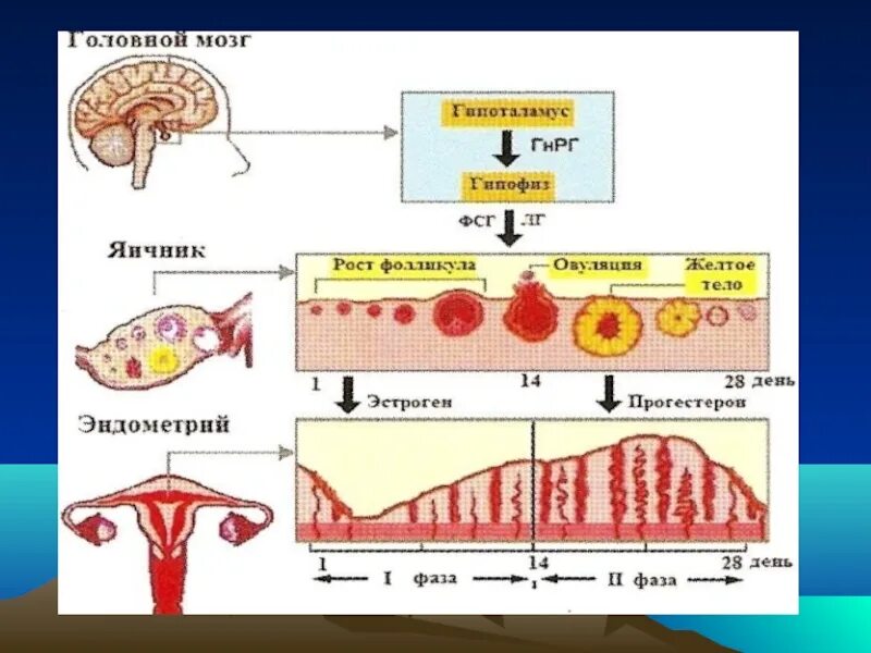 Эндометрий менструационного цикла. Регуляция менструационного цикла схема 5 уровней. Схема нейрогуморальной регуляции менструального цикла. Гормональная регуляция менструального цикла. Механизм гормональной регуляции менструационного цикла.