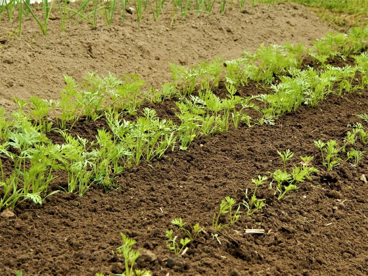 подготовка почвы для моркови. посев моркови в июне. посадка моркови под зиму в подмосковье. посадка моркови. время посева моркови в апреле.