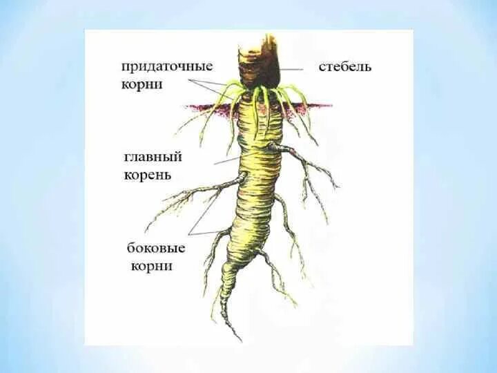 Придаточные корни есть. Главный корень боковые и придаточные корни. Главный корень боковой корень придаточный корень. Придаточные боковые и главный корень. Боковые и придаточные Корн.