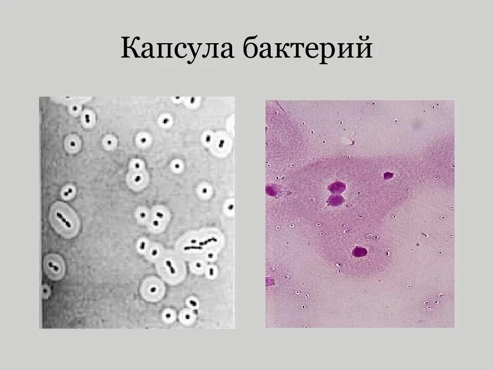 Строение капсулы бактерий микробиология. Структура капсулы бактерий. Слизистые капсулы бактерий. Капсулы бактериальной клетки микробиология. Слизистый слой бактерий