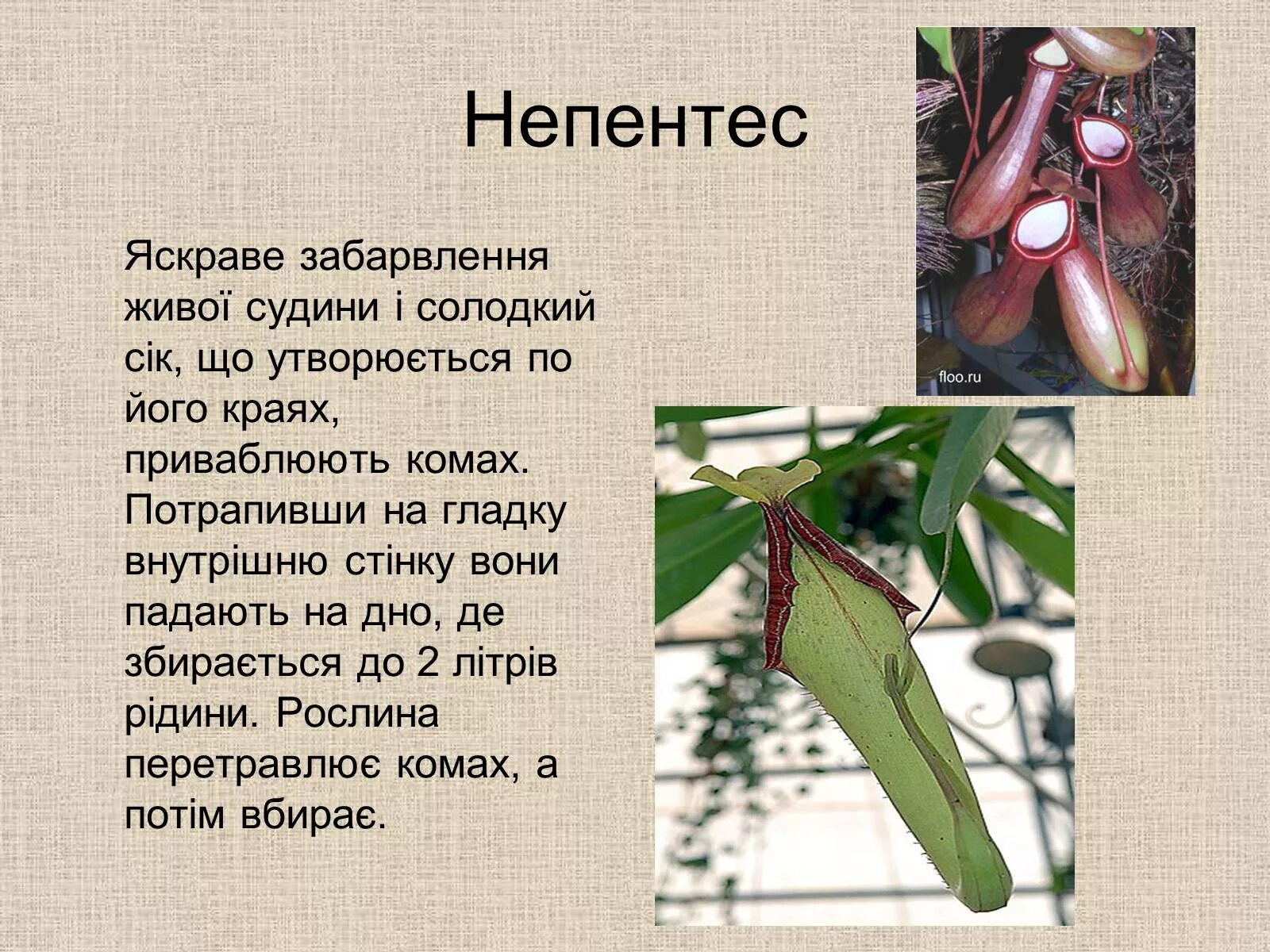 Сообщение по биологии на тему растения. Презентация на тему растения хищники. хищные растения презентация. сообщение на тему растения хищники. хищные растения проект по биологии.