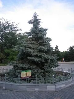 Ели евпатории