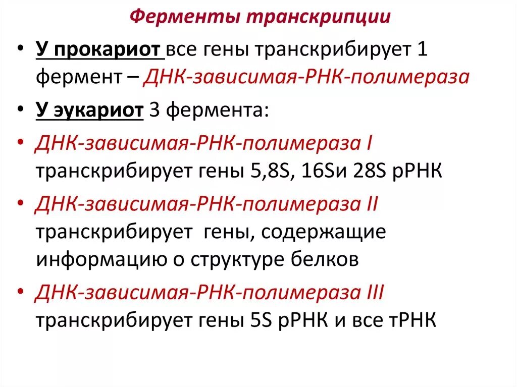 4 ферменты транскрипции