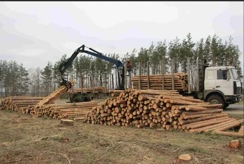Промышленные рубки леса производятся в лесах