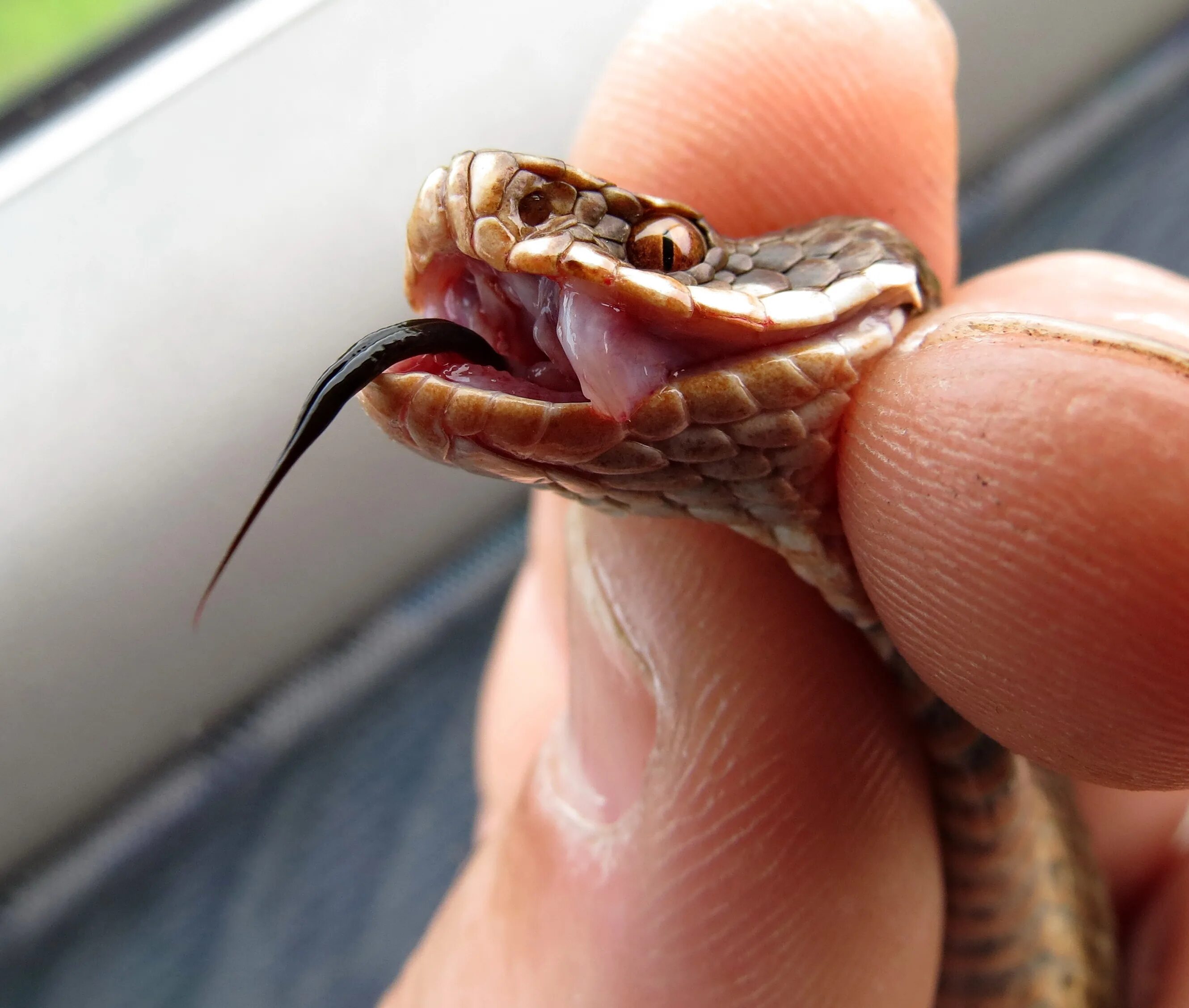 Snake bites