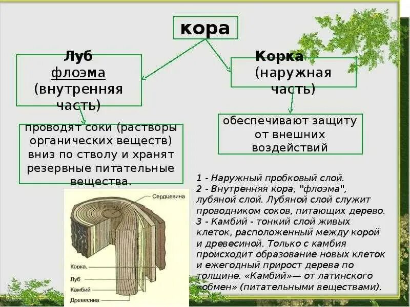 Строение дерева Луб камбий. Строение стебля древесина Луб. Флоэма Ксилема Луб. Флоэма проводит растворы