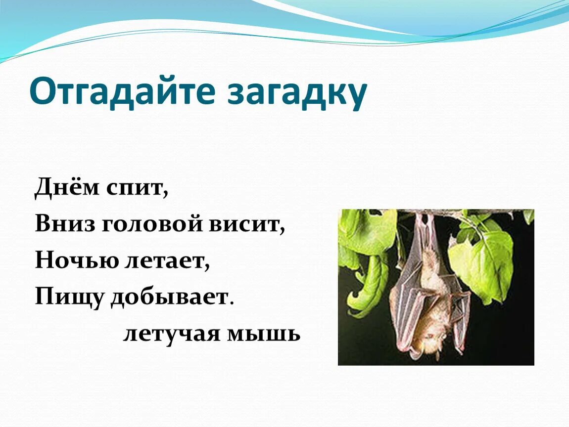 Отгадать загадку зубы. Загадки. Отгадайте загадку. Отгадывать загадки. Угадывать загадки.