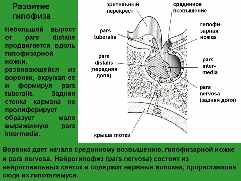 Развитие и строение