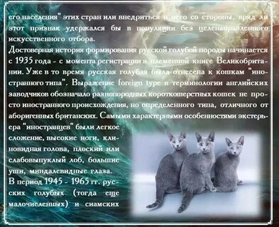 Описание русской кошки
