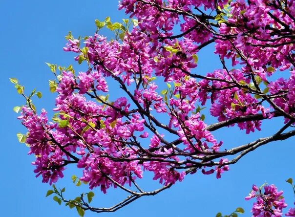 Trees - Alsip Home & Nursery Ornamental trees, Deciduous trees, Alsip