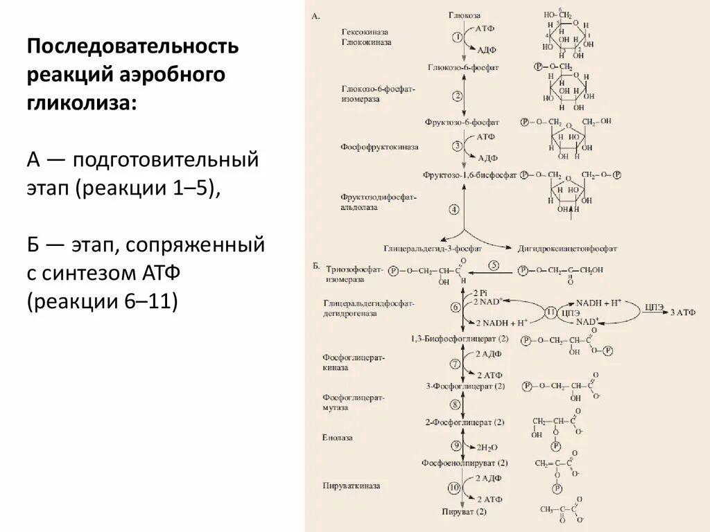 Общая схема распада Глюкозы биохимия. Глюкоза последовательность реакций. Апотомический распад Глюкозы. Реакция распада Глюкозы. Количество этапов в гликолизе