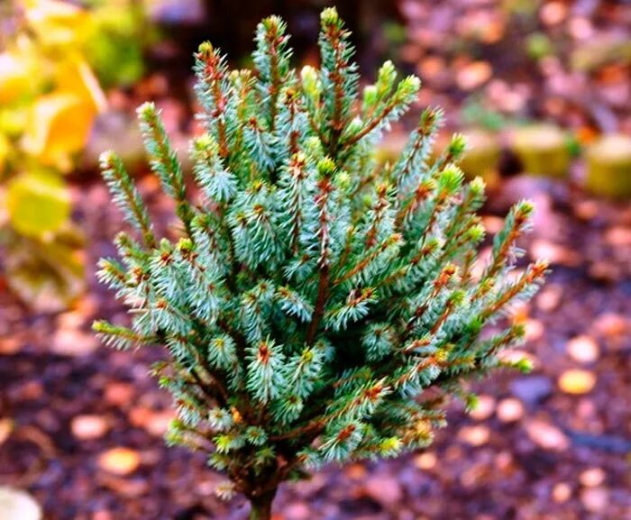 Picea glauca araucarioides. Ель черная Picea Mariana. Picea Mariana Edelweiss Weeping. Picea Mariana 'Craig' 25-30 2,0l.