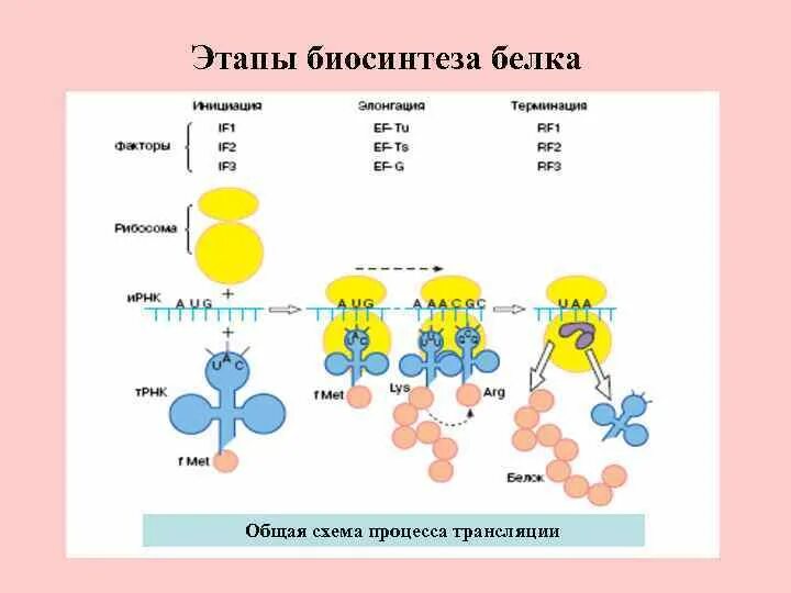 Этапы трансляции биосинтеза. Схема трансляции белка биохимия. Схема 2 этапа биосинтеза белка в живой клетке. Схема процесса транскрипции Биосинтез белка. Схема второго этапа биосинтеза белка.