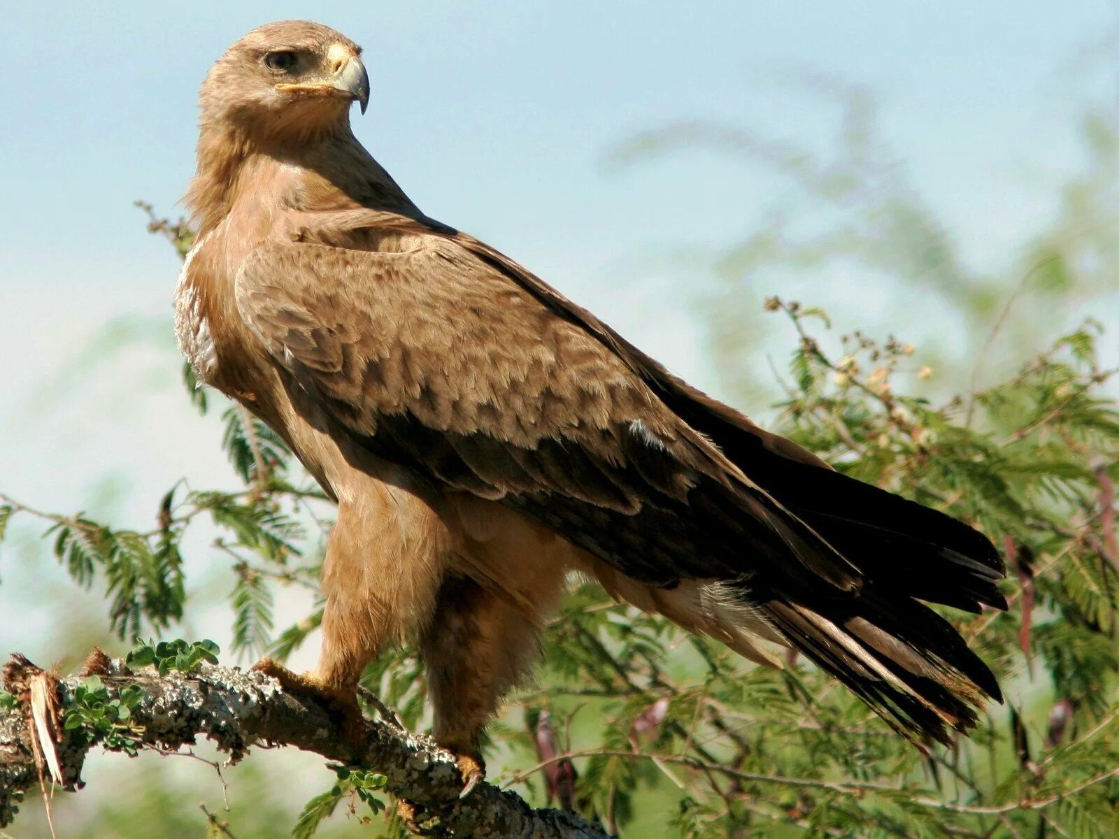 певчий жаворонок. удод в степи. птицы лесостепи россии. серая куропатка в степи. птицы лесостепи.