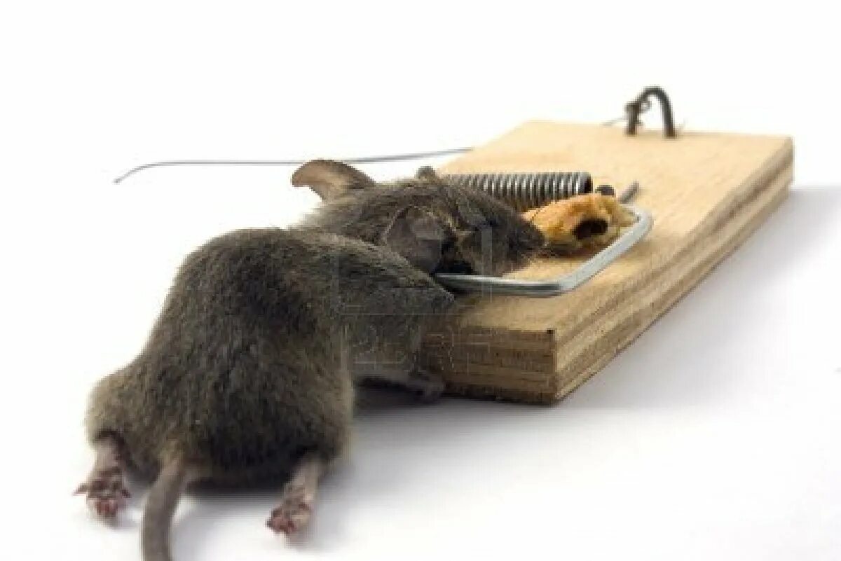 Мышь наводит порядок. Мышь наводит порядок. Мышонок в норке. Мышь в мышеловке. Мышь наводит порядок.